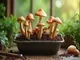 champignons-zuechten-mit-kaffeesatz-eine-nachhaltige-methode-fuer-deinen-garten