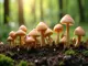 der-perfekte-naehrboden-fuer-pilze-zuechten-was-du-wissen-musst