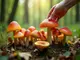 die-besten-pilzarten-im-juni-ein-guide-fuer-sammler-und-zuechter