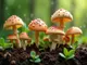 die-besten-pilze-zuechten-arten-eine-uebersicht-fuer-hobbyzuechter