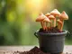 eimer-pilzzucht-tipps-und-tricks-fuer-erfolgreiches-pilze-zuechten-im-eimer