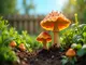 pfifferlinge-zuechten-so-einfach-geht-s-im-eigenen-garten