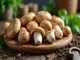 pilzarten-champignons-ein-leitfaden-fuer-feinschmecker-und-hobbygaertner