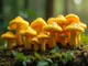 pilzarten-in-gelb-gefaehrliche-und-essbare-vertreter-im-fokus