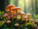 psilocybine-pilzarten-entdecke-die-faszinierende-welt-der-psychoaktiven-fungi