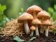 so-gelingt-das-champignons-selber-zuechten-mit-stroh-schritt-fuer-schritt